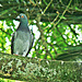 Pigeon  on a Branch