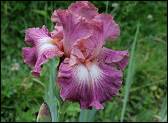 Iris Foolish Fancy