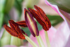 BESANCON: Etamines d'une fleur de lys. (Lilium auratum)-03