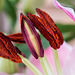 BESANCON: Etamines d'une fleur de lys. (Lilium auratum)-03