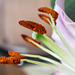 BESANCON: Etamines d'une fleur de lys. (Lilium auratum)-04