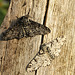 Peppered Moth Normal & f. insularia