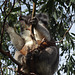 Cape Otway koala