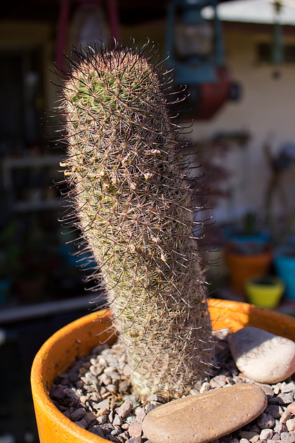 Arizona Fishhook cactus (Mammillaria grahamii)