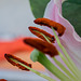BESANCON:Etamines d'une fleur de lys.(Lilium auratum)-05