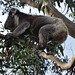 Cape Otway koala