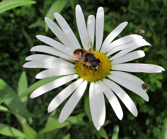Bee and Two Bugs On Daisy