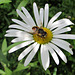 Bee and Two Bugs On Daisy