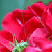 Schönheit vor der Haustür - Laubheuschrecke auf einer Rose