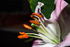 BESANCON: Etamines d'une fleur de lys. (Lilium auratum)-06