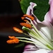 BESANCON: Etamines d'une fleur de lys. (Lilium auratum)-06
