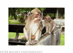 Monkey Temple Bali-8