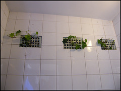 convenience wall plants