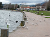 Seagulls, Lake Rotorua
