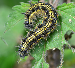 Caterpillar. Small Tortoiseshell