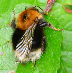 Bee.Bombus hypnorum