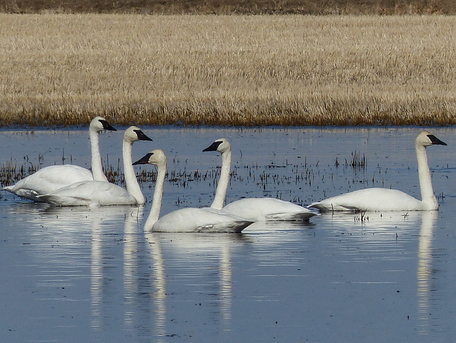 Five Swans a-swimming