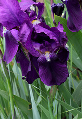 Iris ancien