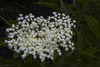 Holunderblüte (Sambucus nigra)