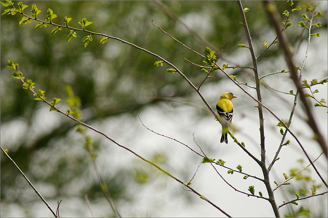 A Goldfinch on a Branch