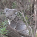 koala paparazzi