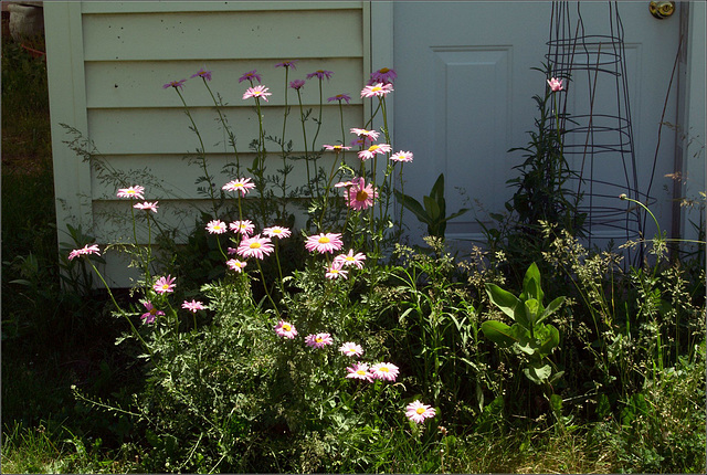 Painted Daisies