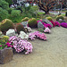 Balboa Park Succulent Garden