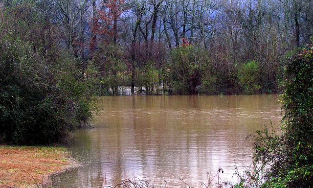 Flooded Hay Field