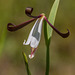 Cleistesiopsis oricamporum (Small Rosebud orchid)