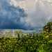Storm cloud over Bentley Hampshire