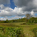 Fields in the sunshine Frensham