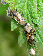 Nettle Ground Bugs, Heterogaster urticae