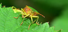 Green Shieldbug, Palomena prasina