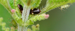 Common Flower Bug Nymph, Anthocoridae