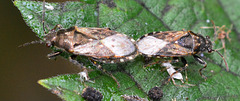 Mating bugs.Hetorogaster urticae
