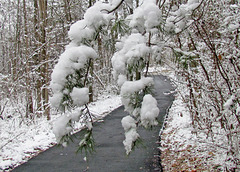 Snowy day in Alabama