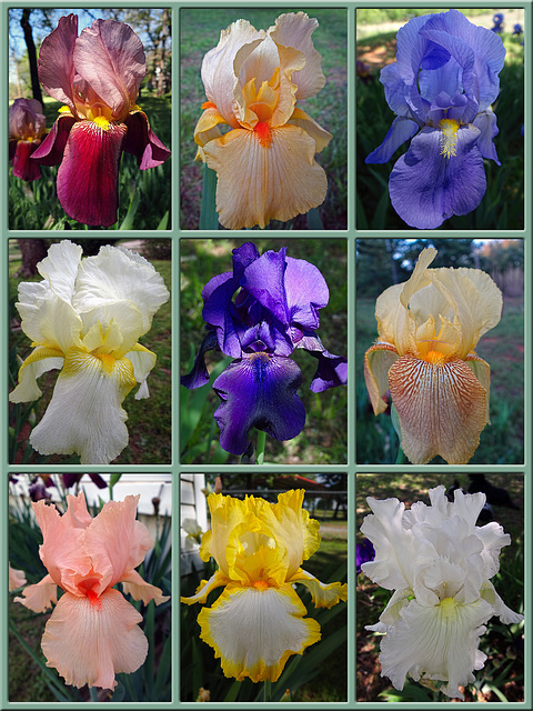 Iris Flower Collage