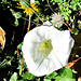 Convolvulus and Other Weeds