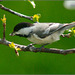 Chickadee