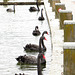 Seven swans a-parking