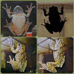 Frog on the bug screen Collage