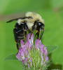 Bumble bee and pink clover, closer