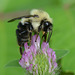 Bumble bee and pink clover, closer