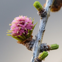 Baby cone of a Larch tree