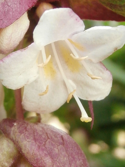 A tiny flower from the lycesteria