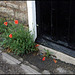 poppies on a doorstep