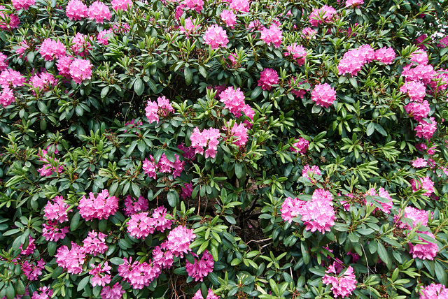 rhododendron-1180825-co-19-05-14