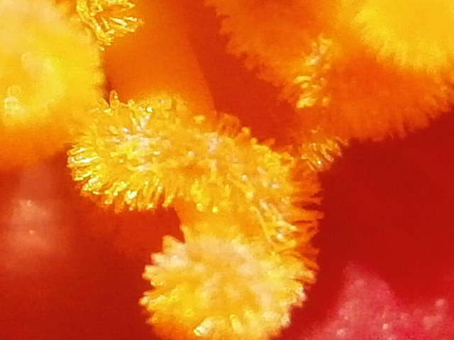 Macro of the centre of the begonia