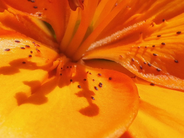 Macro of the yellow lily