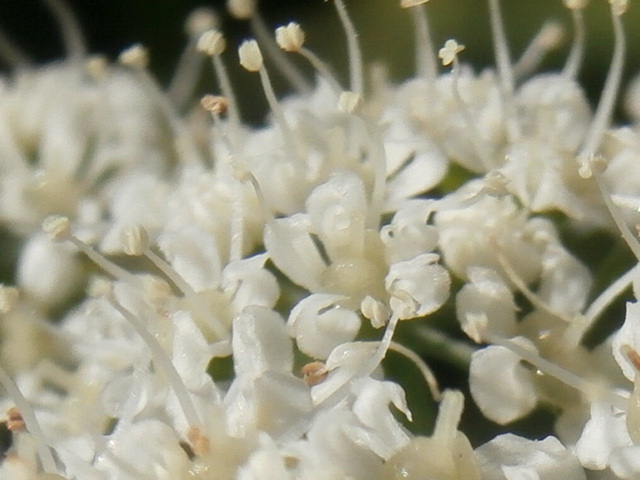 Macro of the new white plant